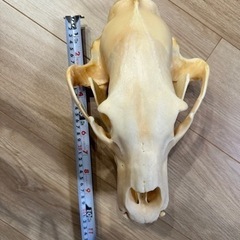 ヒグマ 骨格 標本