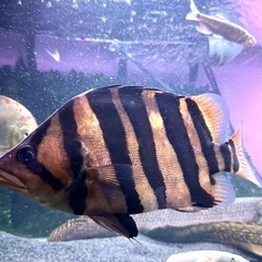 熱帯魚ダトニオ パーフェクトバンド腹巻