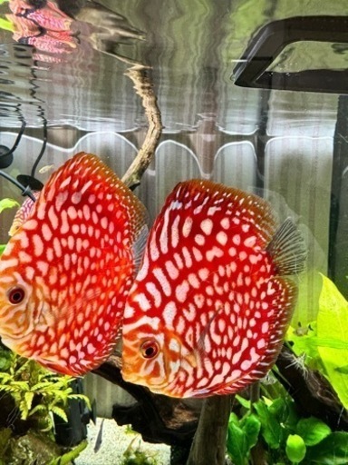 ディスカスペア\n