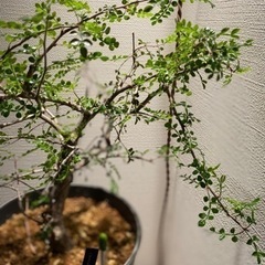 植物まとめ売　価格相談可