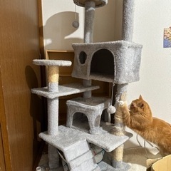猫キャッチタワー