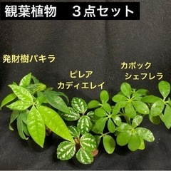 【15】人気の観葉植物　３点セット　パキラ　カポック　ピレアカデ...