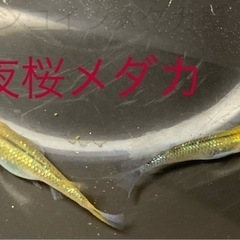 夜桜メダカ　めだか　稚魚(１センチ未満)１０匹　５００円