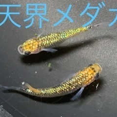 天界メダカ　めだか　稚魚(１センチ未満) １０匹５００円