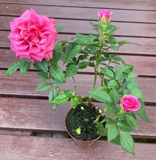 薔薇 ピンク　植物苗　人気
