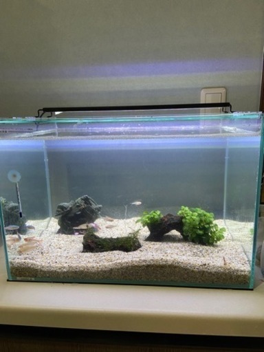 熱帯魚、水槽