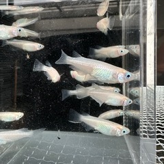 メダカ【ピュアホワイト】若魚~成魚　１０匹