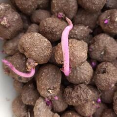 紫山芋のムカゴ(種)