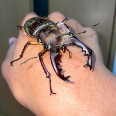 ミヤマクワガタの中古が安い！激安で譲ります・無料であげます(15  