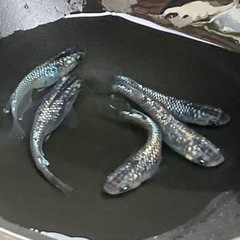 メダカ サファイア 若魚 5匹