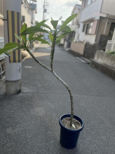 プルメリア 花芽つき 植木 白 135cm