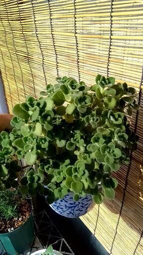 【観葉植物】アロマティカス一鉢　木質化しているので丈夫です。