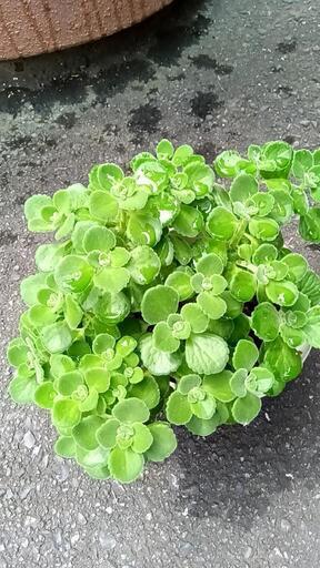 【観葉植物　多肉　ハーブ】アロマティカス　木質化している株