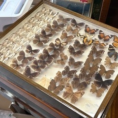 蝶々　チョウ　標本　剥製　飾り　置物