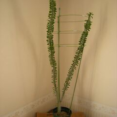 【ネット決済】手渡し　ユーフォルビア　サボテン　多肉植物　１メートル