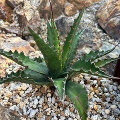 アガベ　ジェントリー　ジョーズ　\