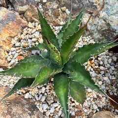 アガベ　ジェントリー　ジョーズ　\