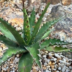 厳選株】アガベ ジェントリー ジョーズ jaws 2月入荷 アガベ