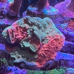 グラフテッドモンティポラ2　ウスコモン　サンゴ