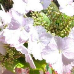 四季咲き高級あじさい苗　山野草高級紫陽花　ブランド紫陽花　常緑紫陽花