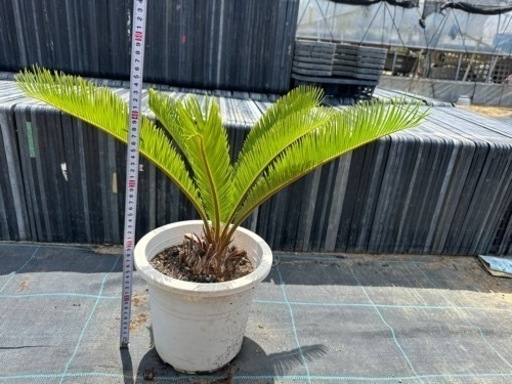 蘇鉄　ソテツ　 ガーデニング　近場配達可能　引き取り限定　リゾート庭木 植木　No.3