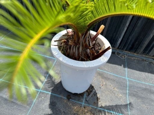 蘇鉄 ソテツ ガーデニング 引き取り限定 リゾート庭木 No.9