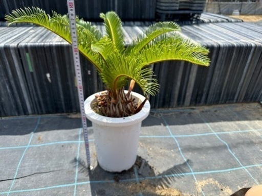 蘇鉄　ソテツ　 ガーデニング　近場配達可能　引き取り限定　リゾート庭木 観葉植物　No.5