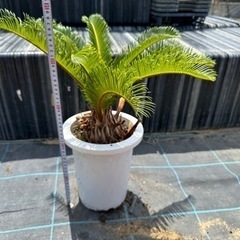 蘇鉄　ソテツ　 ガーデニング　近場配達可能　引き取り限定　リゾート庭木 観葉植物　No.5