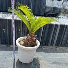 蘇鉄 ソテツ ガーデニング 近場配達可能 引き取り限定 リゾート