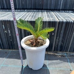 ソテツ 蘇轍 ガーデニング 値引き交渉可♪