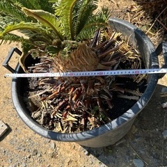 ソテツ そてつ 最終価格　蘇鉄 庭木　植木　引き取り限定