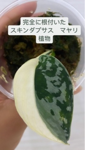 完全に根付いたSCINDAPSUS Mayarii植物