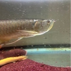 シルバーアロワナの中古が安い！激安で譲ります・無料であげます(3  