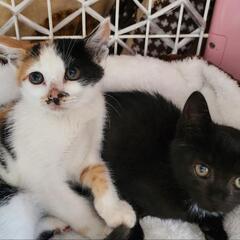 【里親決定しました】生後2ヶ月の三毛猫と黒猫の兄妹猫