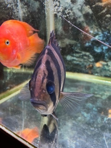 ダトニオ