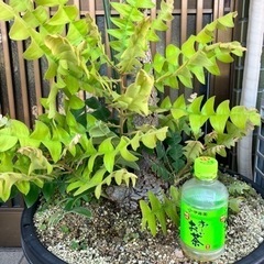 バンクシア•グランディス