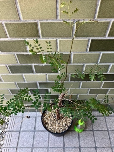 デロニクス•プミラ