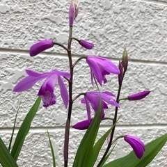 シラン(紫蘭)植物のみ