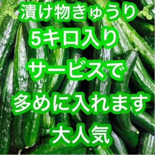 67朝収穫きゅうり！漬物用、きゅうりになります！値段のほうは5キロ1000円になります。もしよかったらよろしくお願いいたします。