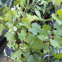 レモンの木とやまぶどうとあじさいと花セット販売