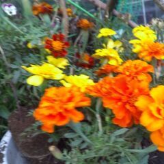 レモンの木とやまぶどうとあじさいと花セット販売