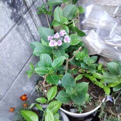 レモンの木とやまぶどうとあじさいと花セット販売