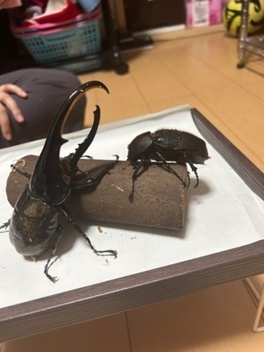 ヘラクレスオオカブト　✴︎ペア✴︎