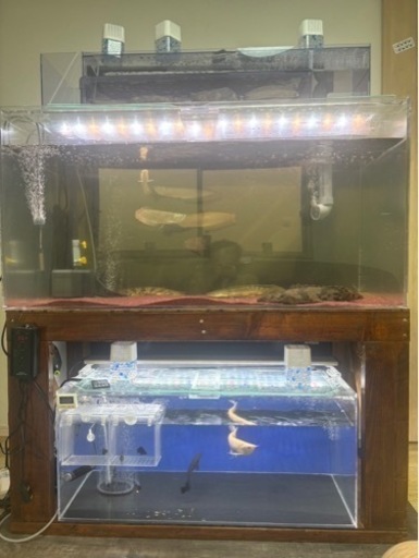 アクリル水槽　大型水槽　アロワナ