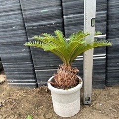蘇鉄 ソテツ ガーデニング 引き取り限定 リゾート庭木 No.9