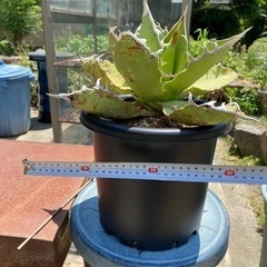 　　最終値引！　アガベ、オアハカ、オテロイ