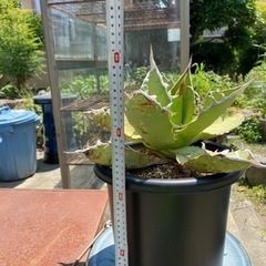 　　最終値引！　アガベ、オアハカ、オテロイ