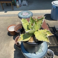 　　最終値引！　アガベ、オアハカ、オテロイ