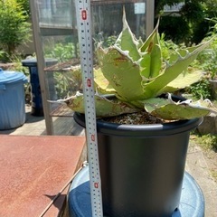 　　最終値引！　アガベ、オアハカ、オテロイ