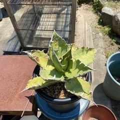 　　最終値引！　アガベ、オアハカ、オテロイ